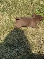 Biscuit , a male Chihuahua for sale in Mapleton, MN – 3 of 4