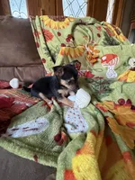 Binx, a male Chihuahua for sale in Mapleton, MN – 3 of 5