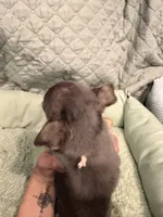 Georgia , a female Chihuahua for sale in Mapleton, MN – 2 of 5