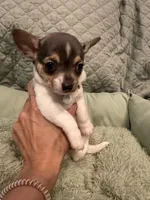 Tennessee, a male Chihuahua for sale in Mapleton, MN – 3 of 5