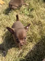 Crew, a male Chihuahua for sale in Mapleton, MN – 3 of 4