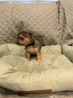 Sota, a male Chihuahua for sale in Mapleton, MN – 4 of 5