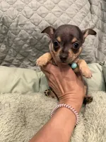 Indiana, a male Chihuahua for sale in Mapleton, MN – 4 of 4