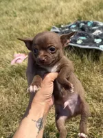 Crew, a male Chihuahua for sale in Mapleton, MN – 4 of 4
