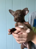 Biscuit , a male Chihuahua for sale in Mapleton, MN – 2 of 4
