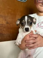 Tex, a male Chihuahua for sale in Mapleton, MN – 6 of 6