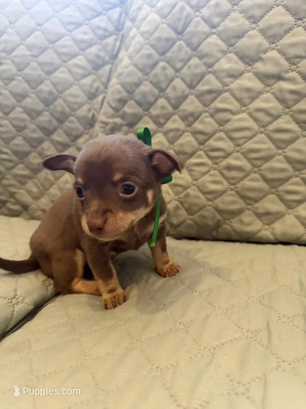 Cartman – Chihuahua puppy for sale in Mapleton, MN