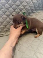 Cartman, a male Chihuahua for sale in Mapleton, MN – Photo 2 of 3