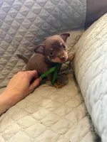 Cartman, a male Chihuahua for sale in Mapleton, MN – Photo 3 of 3