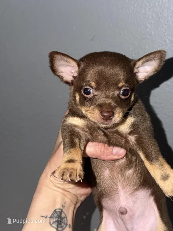 Cartman – Chihuahua puppy for sale in Mapleton, MN