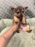 Alaska , a male Chihuahua for sale in Mapleton, MN – 4 of 4