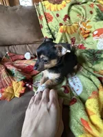 Binx, a male Chihuahua for sale in Mapleton, MN – 2 of 5