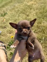 Crew, a male Chihuahua for sale in Mapleton, MN – 2 of 4