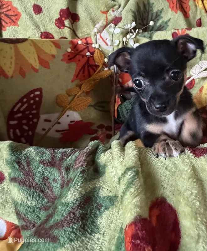 Annabelle – Chihuahua puppy for sale in Mapleton, MN