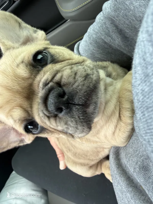 Fawn merle – French Bulldog puppy for sale in Spearfish, SD