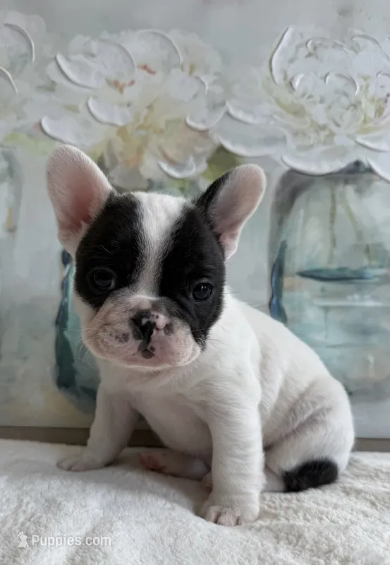 Brindle pie – French Bulldog puppy for sale in Spearfish, SD