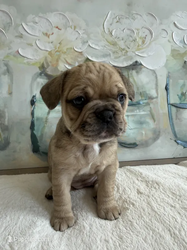 Fawn merle – French Bulldog puppy for sale in Spearfish, SD