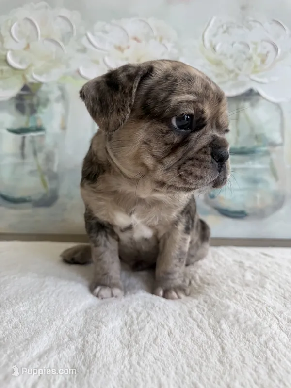 Merle – French Bulldog puppy for sale in Spearfish, SD