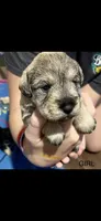 Sassy , a female Miniature Schnauzer for sale in Danielsville, GA – 1 of 1