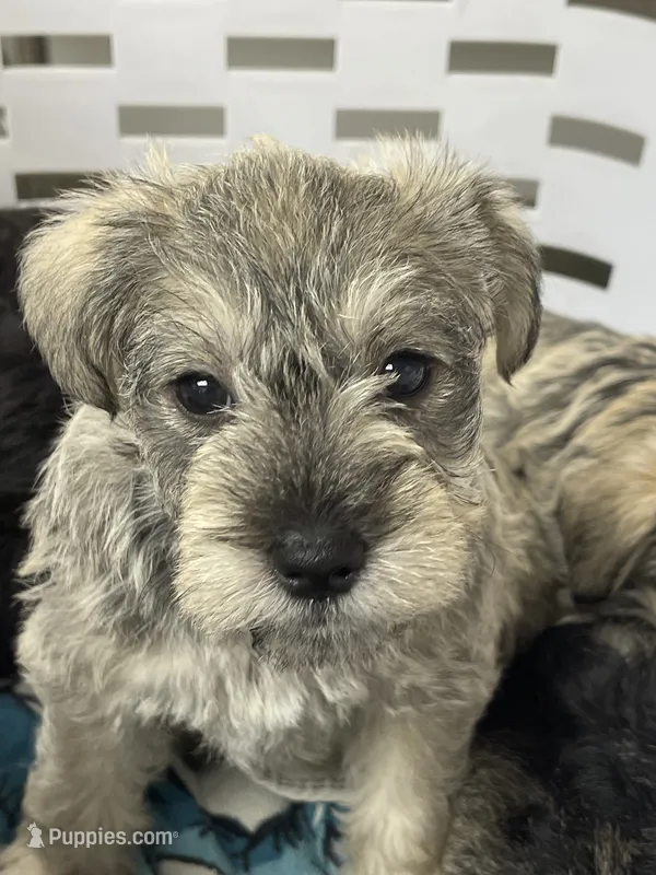 Sassy  – Miniature Schnauzer puppy for sale in Danielsville, GA