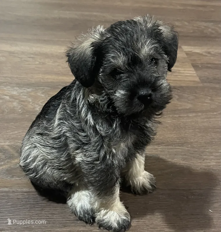 Sweet pea  – Miniature Schnauzer puppy for sale in Danielsville, GA