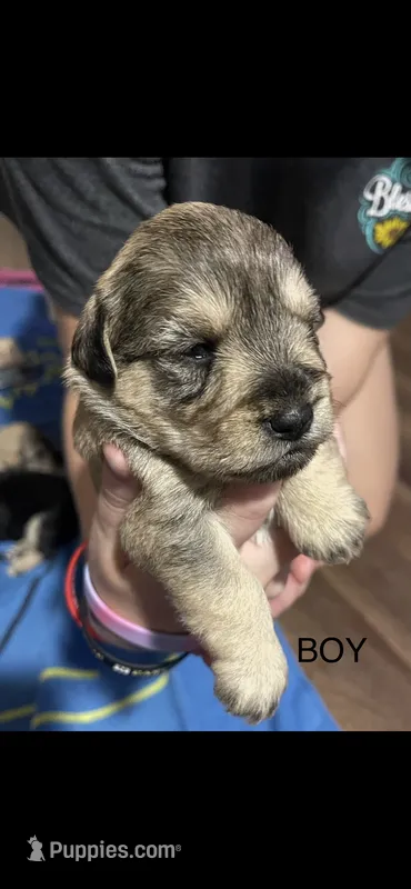 Max – Miniature Schnauzer puppy for sale in Danielsville, GA