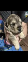 Max, a male Miniature Schnauzer for sale in Danielsville, GA – 1 of 1