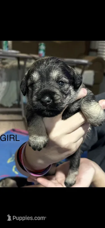 Sweet pea  – Miniature Schnauzer puppy for sale in Danielsville, GA