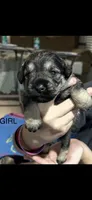 Sweet pea , a female Miniature Schnauzer for sale in Danielsville, GA – 1 of 1