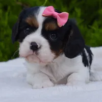 processed/00a6723d-7b29-44a8-9c13-d4fdc32b97cd/facility/7fcf95ff-31e0-4da6-a8e5-27179e42e0d9