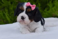 processed/00a6723d-7b29-44a8-9c13-d4fdc32b97cd/facility/7fcf95ff-31e0-4da6-a8e5-27179e42e0d9