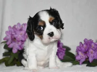 Scout, a male Cavalier King Charles Spaniel for sale in Middlebury, IN – 8 of 10