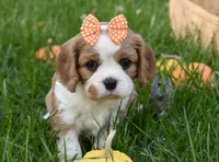 Vera, a female Cavalier King Charles Spaniel for sale in Middlebury, IN – 10 of 10