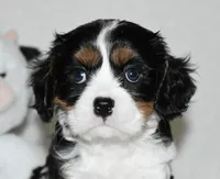Ugo , a male Cavalier King Charles Spaniel for sale in Middlebury, IN – 8 of 8