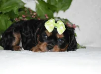 Tara, a female Cavalier King Charles Spaniel for sale in Middlebury, IN – 3 of 8