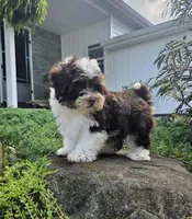 Luka, a male Havapoo for sale in Middlebury, IN – 8 of 8