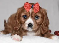 processed/00a6723d-7b29-44a8-9c13-d4fdc32b97cd/listing/061dad33-52c1-4ab3-9b1c-73d630f9ac2b/912520b9-b2d7-4659-9a96-7cacf536e189