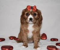 processed/00a6723d-7b29-44a8-9c13-d4fdc32b97cd/listing/061dad33-52c1-4ab3-9b1c-73d630f9ac2b/97884577-aee1-4963-bc70-6d581f31621b