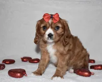 processed/00a6723d-7b29-44a8-9c13-d4fdc32b97cd/listing/061dad33-52c1-4ab3-9b1c-73d630f9ac2b/a96ba74c-dc08-4c6e-be75-32acf82ecbdf