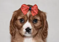 processed/00a6723d-7b29-44a8-9c13-d4fdc32b97cd/listing/061dad33-52c1-4ab3-9b1c-73d630f9ac2b/fa35ea72-95ea-46ba-bfd3-227673c5ce10