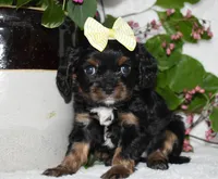 Tori, a female Cavalier King Charles Spaniel for sale in Middlebury, IN – 2 of 9