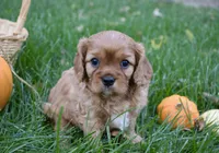 Vincent, a male Cavalier King Charles Spaniel for sale in Middlebury, IN – 10 of 10