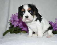 Scout, a male Cavalier King Charles Spaniel for sale in Middlebury, IN – 5 of 10