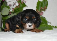 Thor, a male Cavalier King Charles Spaniel for sale in Middlebury, IN – 5 of 8