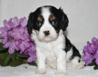 Snoopy, a male Cavalier King Charles Spaniel for sale in Middlebury, IN – 7 of 10
