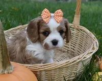 Vera, a female Cavalier King Charles Spaniel for sale in Middlebury, IN – 9 of 10