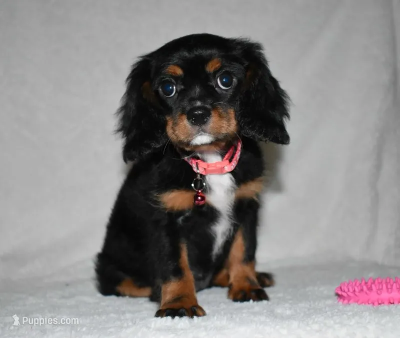 Thelma – Cavalier King Charles Spaniel puppy for sale in Middlebury, IN