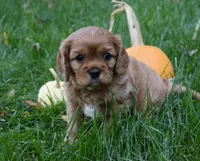 Vincent, a male Cavalier King Charles Spaniel for sale in Middlebury, IN – 6 of 10