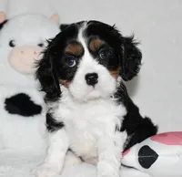 Ugo , a male Cavalier King Charles Spaniel for sale in Middlebury, IN – 2 of 8