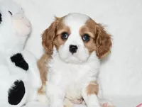 Ulysses , a male Cavalier King Charles Spaniel for sale in Middlebury, IN – 4 of 8